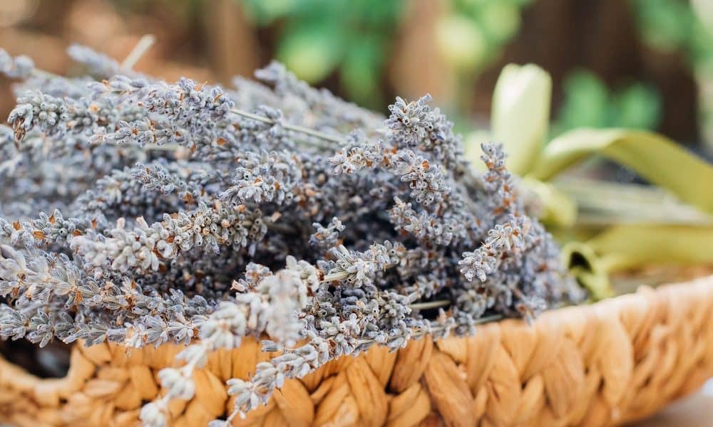 Dried lavender in a basket