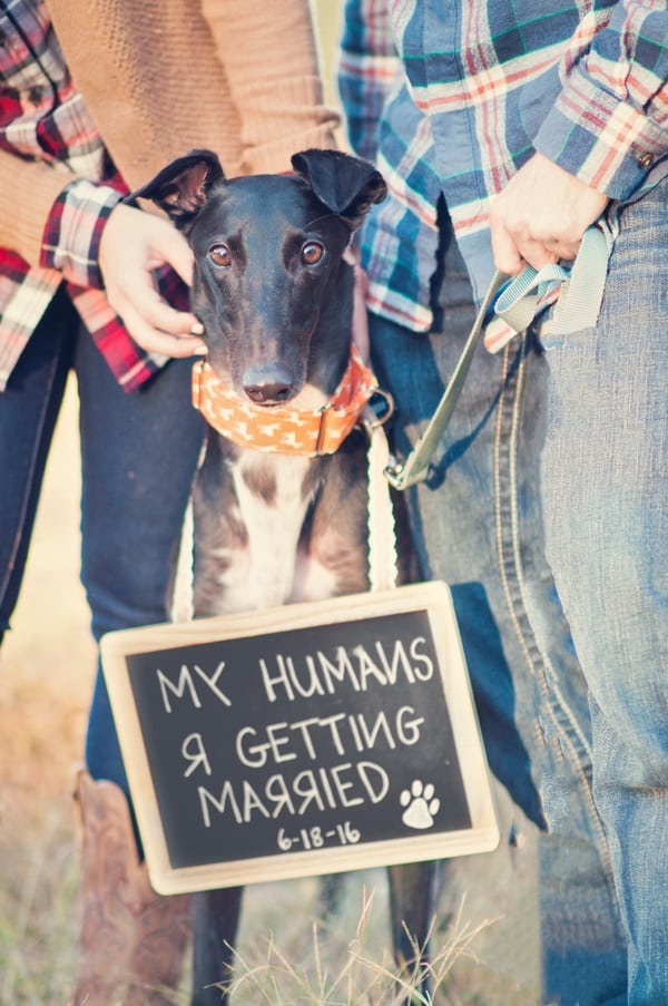 doggy engagement shot