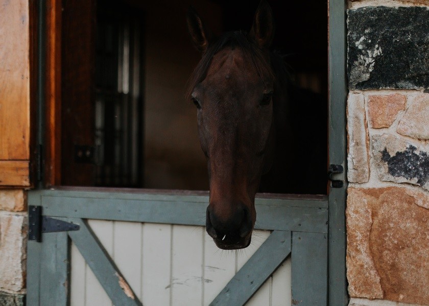 horse