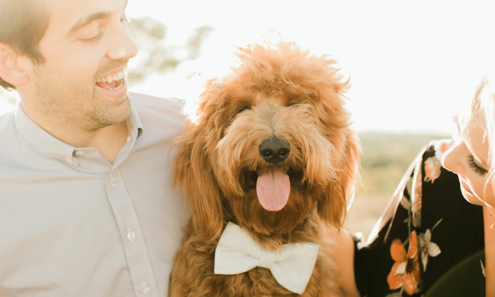 Cutest Golden Doodle…and Engagement Shoot!